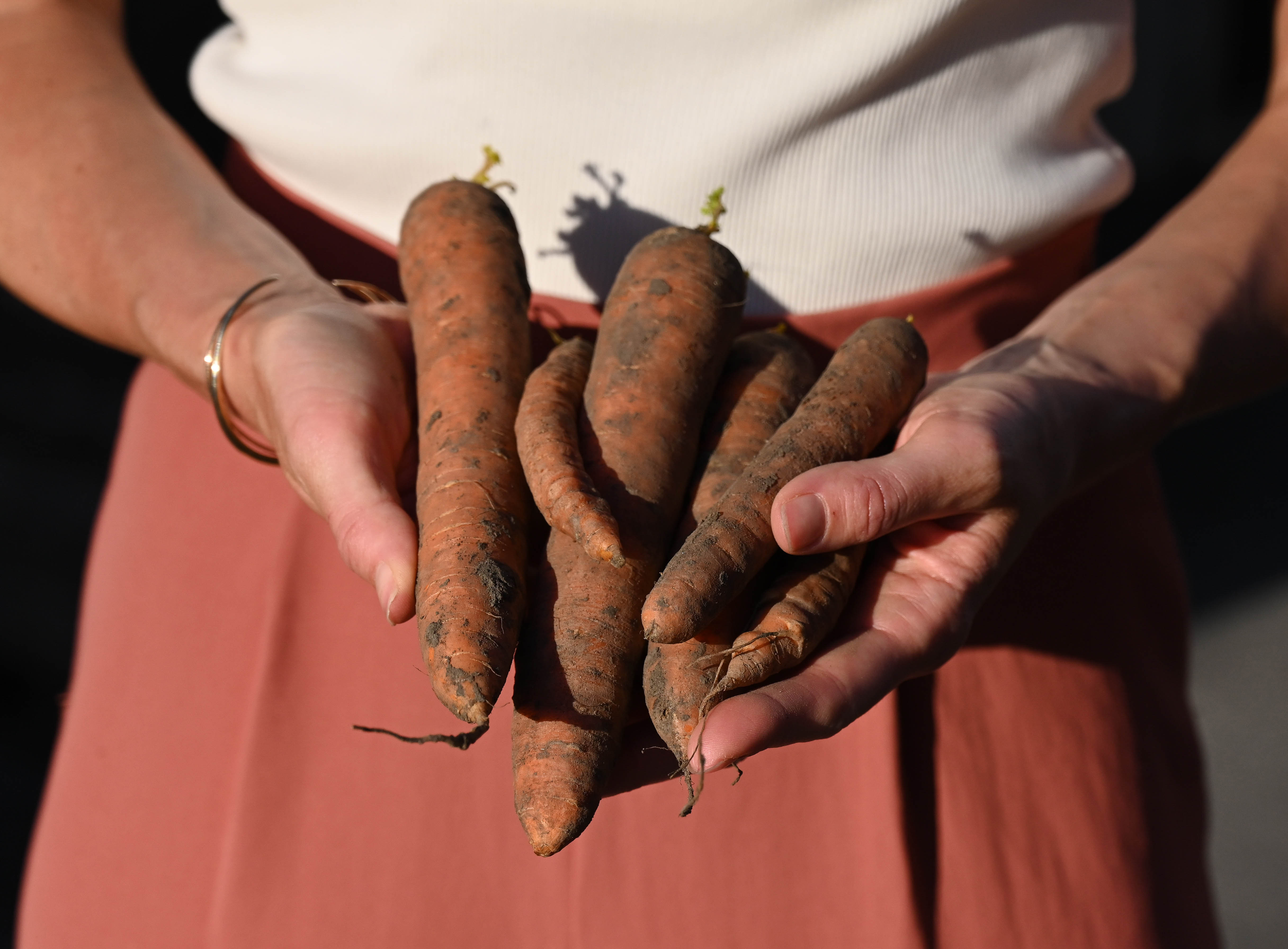 Karotten-krumm-small Karotten-krumm-small