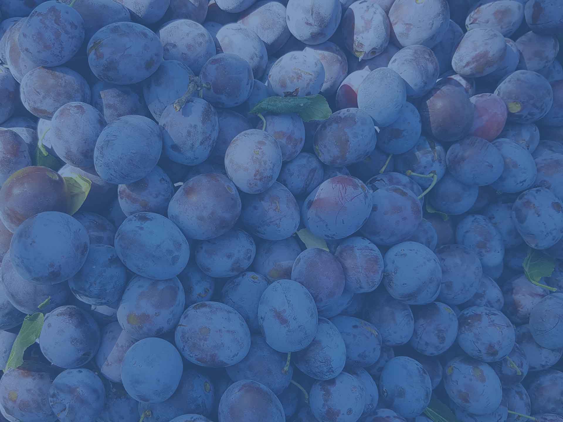 U18_zwetschken-blau-hintergrund-l U18_zwetschken-blau-hintergrund-l